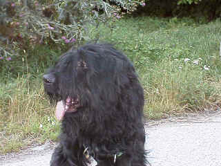 Rdk00355lolok.tif (230724 Byte)