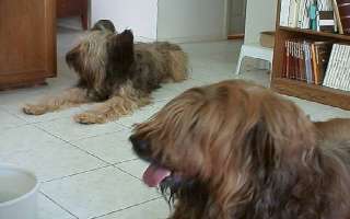 Rdlk00026cawatumelo.jpg (17069 Byte)