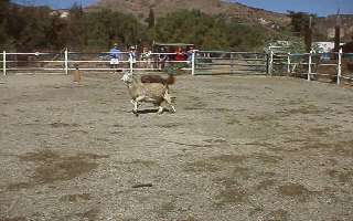 Rdlk00030ca.jpg (20700 Byte)