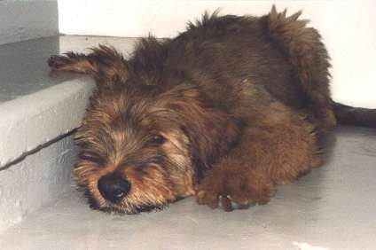 charmk.jpg (21213 Byte)