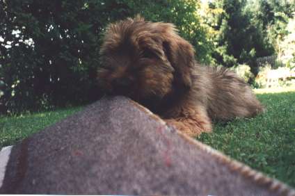 charmkd.jpg (25807 Byte)